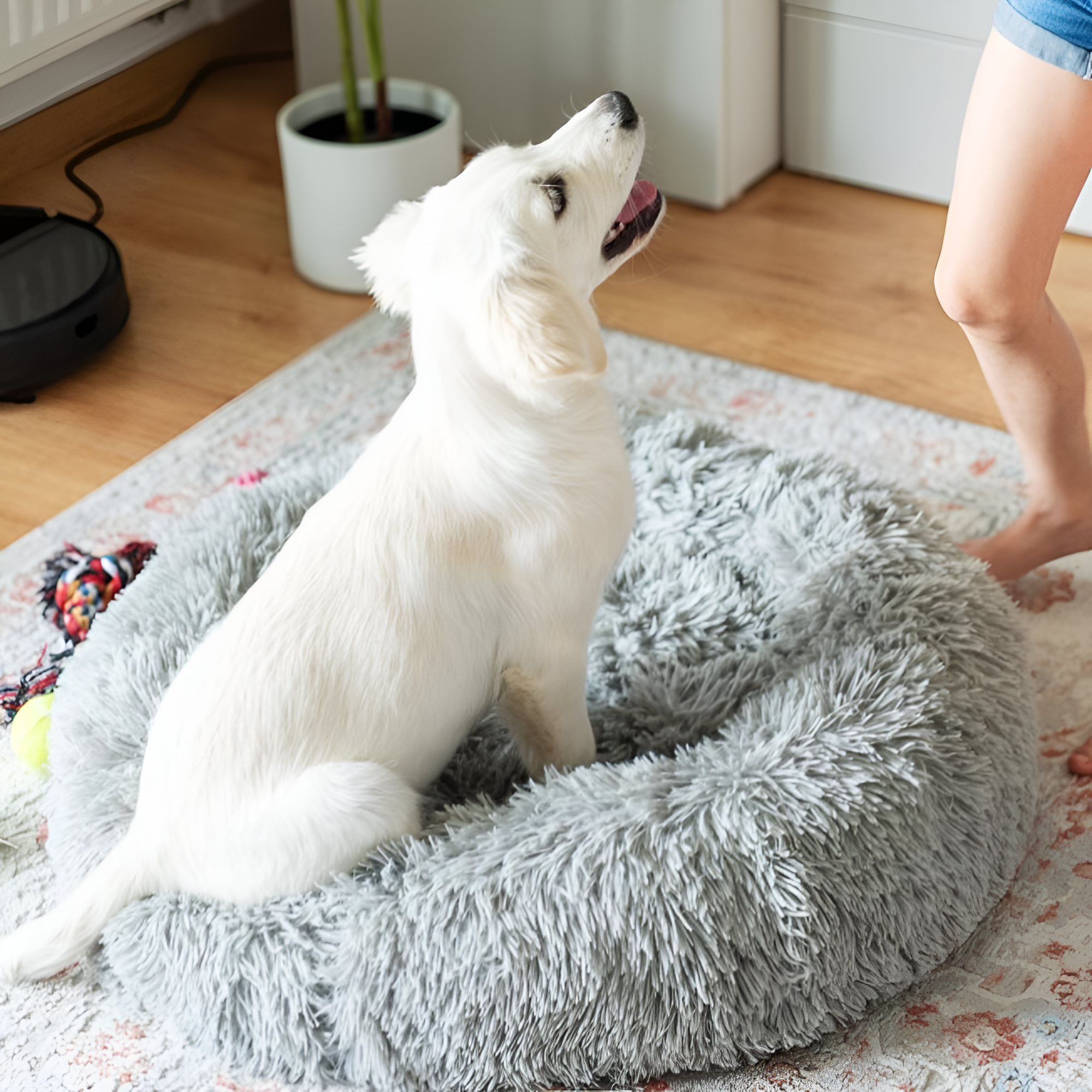 Choosing the Perfect Bed for Your Pet