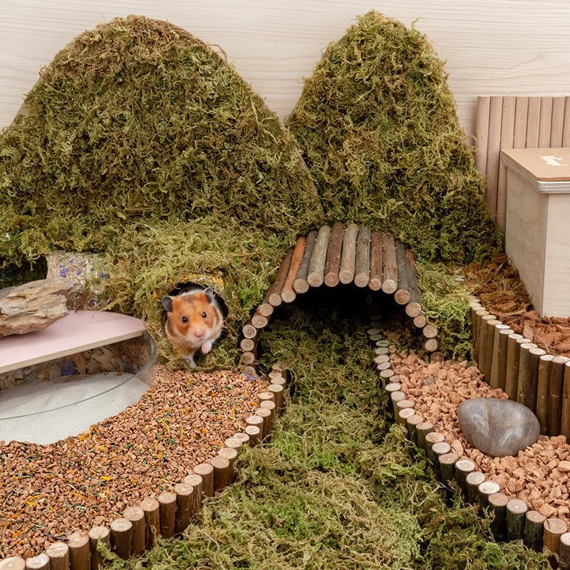 Oak Cork Hamster Landscaping Supplies