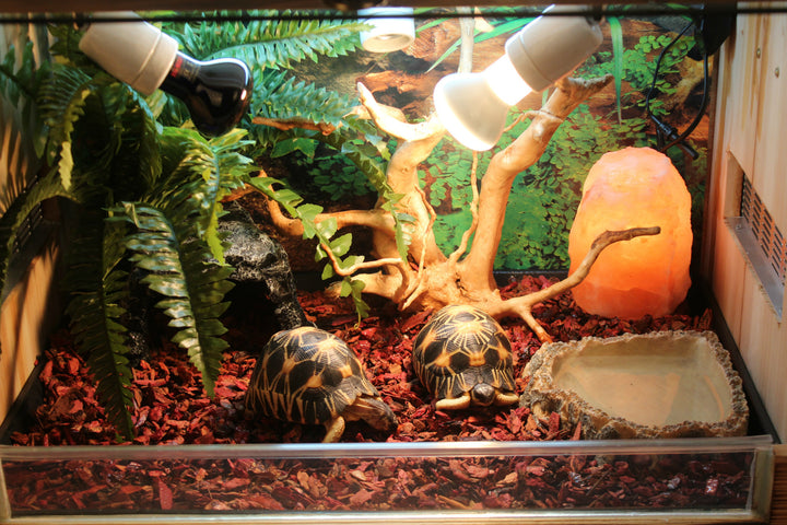 Borozo Reptile Tortoise Cave