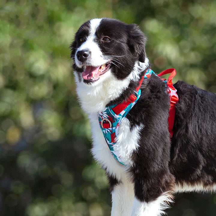 Dog leashes dog chain vest