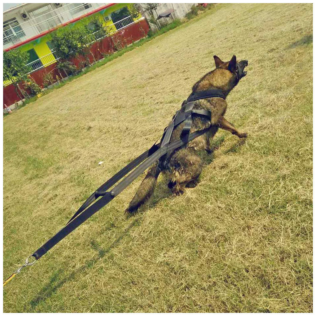 Dog supplies Leashes Chest straps