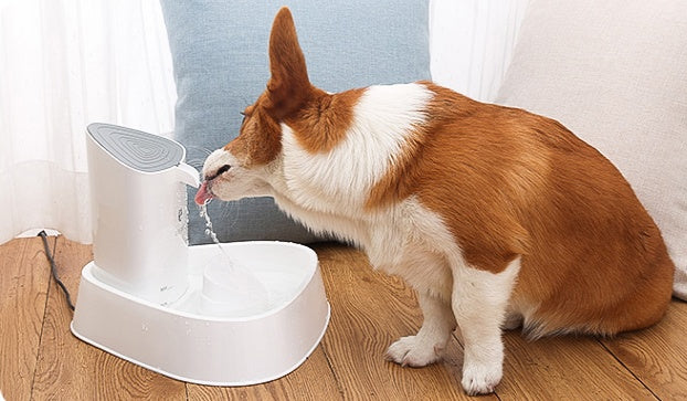 Pet dog water dispenser