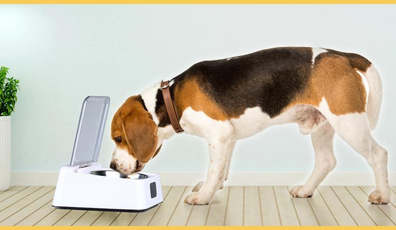 Automatic Switch Smart Feeder